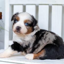Encore - Blue merle female Miniature American Shepherd puppy in Granbury, Texas from Best Little Aussies