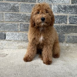 Luisa - Red  female Goldendoodle puppy in Katy, Texas from Sweet T Doodles