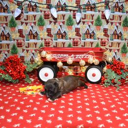 Yellow collar Female - Brindle female Miniature Bull Terrier puppy in Fontana, California from JLB Beagles & MBT