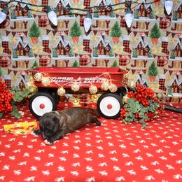 Yellow collar Female - Brindle female Miniature Bull Terrier puppy in Fontana, California from JLB Beagles & MBT