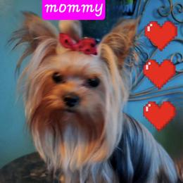 Yorkshire Terrier All Grown Up from HelloBeautifulYorkies