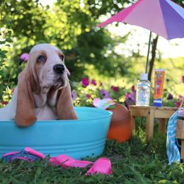 Netflix - Lemon and white male Basset Hound puppy in Pollock, Missouri from Northstar