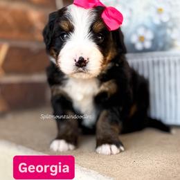 Georgia - Tri-color female Bernedoodle puppy in West Haven, Utah from Split Mountain Doodles