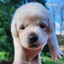 Green collar - Yellow male Labrador Retriever puppy in Mossyrock, Washington from White River Labradors
