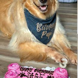 Assorted Doodle Crosses and Golden Retriever All Grown Up from Retriever Ranch
