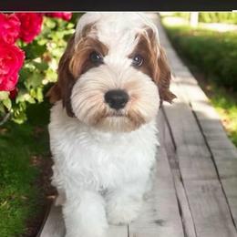 Bentley - Cavapoo