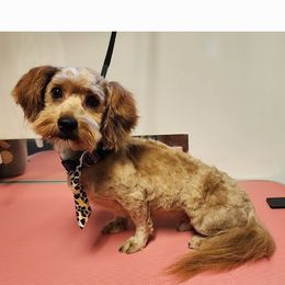 Septimus - Havanese