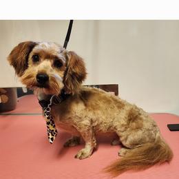 Septimus - Havanese