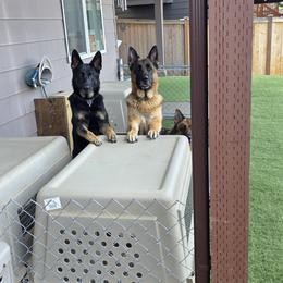 German Shepherd All Grown Up from Beau Ideal German Shepherds