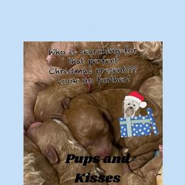 Goldendoodle and Poodle Puppies from Duffey’s IncrediDoodles