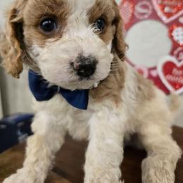 Philip - Blenheim male Cavapoo puppy in Roseville, California from Heavenly Goldendoodles