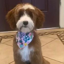 Meg - Goldendoodle