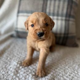 Male 3, Blue - Golden male Golden Retriever puppy in Utah from Deseret Peak Goldens