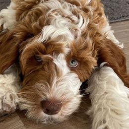 Charlie - Goldendoodle