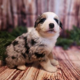 Fester - Blue merle male Miniature Australian Shepherd puppy in Macomb, Missouri from Faunus Farms and Aussies