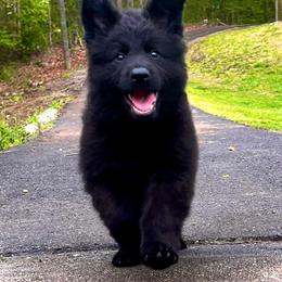 German Shepherd Puppies from Tabor Springs GSD