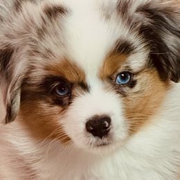 Miniature Australian Shepherd Puppies from Diamond R Aussies