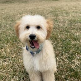 Goldendoodle Puppies from Timberland Falls Goldendoodles