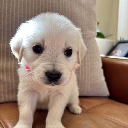 Jupiter (pink) - Light golden female Golden Retriever puppy in Pahrump, Nevada from Southern Nevada Goldens