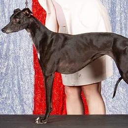 Whippets from Nota Bene Whippets