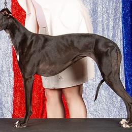 Whippets from Nota Bene Whippets