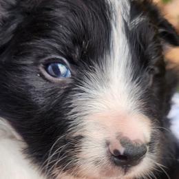 Boy 2 - Black and white male Border Collie puppy in Powder Springs, Georgia from Snowbird Border Collies