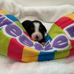 Sweet Tart - Tri-color female Bernese Mountain Dog puppy in Gardner, Kansas from Faith and Family Farm
