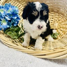 Max - Black tri-color male Aussiedoodle puppy in Hamilton, Michigan from White Pine Farm