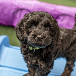 Australian Labradoodle Puppies from Providence Labradoodles, LLC