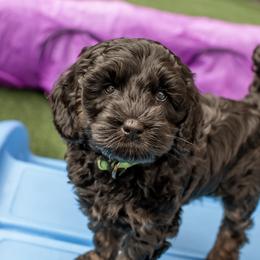 Australian Labradoodle Puppies from Providence Labradoodles, LLC