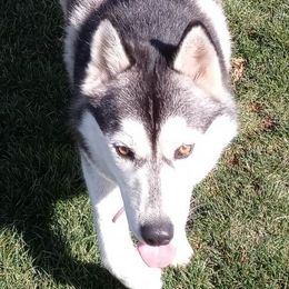 Gypsy - Siberian Husky