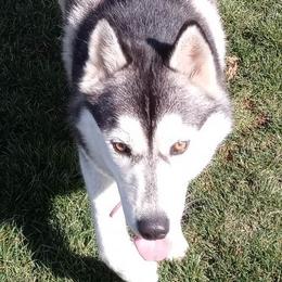 Gypsy - Siberian Husky