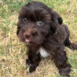 Dave - Chocolate and tan male Yorkshire Terrier puppy in Dallas, Texas from JBzPawz