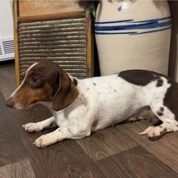 Remi - Dachshund