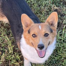 Mika - Pembroke Welsh Corgi