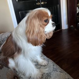 Brady - Cavalier King Charles Spaniel