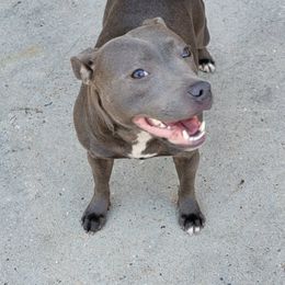 Boy 4 - male Staffordshire Bull Terrier puppy in Houston, Texas from Khaleesi Kennel