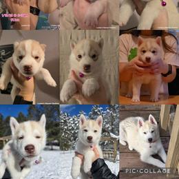 Siberian Husky Puppies from Lunter's Heaven Huskies