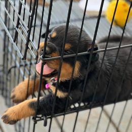 Pomsky, Rottweiler, Shetland Sheepdog, and Toy Shetland Sheepdog Puppies from Mountain High Kennels