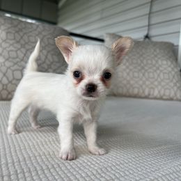 Kayla - Cream female Chihuahua puppy in Husser, Louisiana from Marpop Puppies