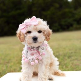 Cavapoo, Cockapoo, Goldendoodle, and Maltipoo Puppies from Perdue Puppies