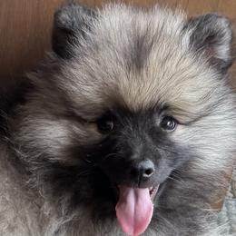 Keeshond and Pomeranian Puppies from Mary Schooner
