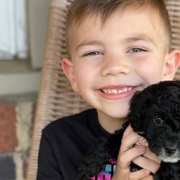 Cockapoo Puppies from Oak and Magnolia
