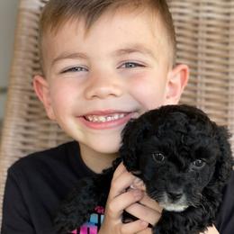 Cockapoo Puppies from Oak and Magnolia
