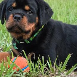 White boy - Black and mahogany male Rottweiler puppy in Lake City, Florida from Haus Der Wut Kennels