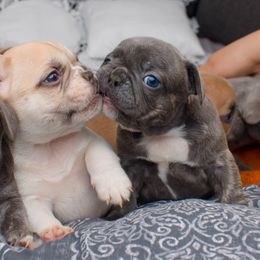 French Bulldog Puppies from Wilson Frenchies