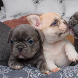 French Bulldog Puppies from Wilson Frenchies