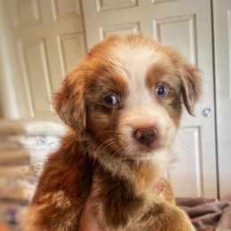 Bauer - Red tri-color male Australian Shepherd puppy in Oroville, California from Puppy Love Ranch Mini Aussies