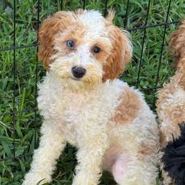 Patsy - Parti female Goldendoodle puppy in Lancaster, Kentucky from Dream Paws Puppies, LLC