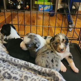 Miniature Australian Shepherd Puppies from Carter's Cuties